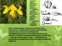 Презентація на тему - Будова оцвітини - з Біології для 5 класу тему