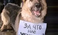 други животни