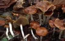 Псилоцибе синююча опис, місця розповсюдження, фото опис