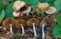Псилоцибе синююча опис, місця розповсюдження, фото синююча