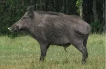 произходът произходът