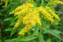 Простата Форте особливості складу засобу та його дія складу