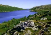 Природа, рослини та тварини Мурманської області тварини