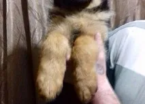 кучета кучета