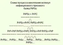 вирусите нуклеинова киселина