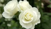 бели рози букет бели рози