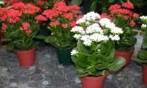 поливане ръце