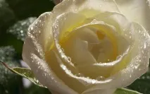 бели бели рози