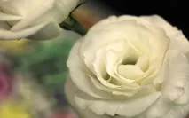 букет бели рози бели рози