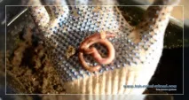 златотърсачи развъждане