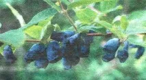 Розмноження жимолості їстівною живцями - Сади Сибіру жимолості