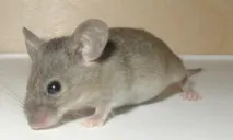 клас