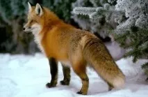 клас