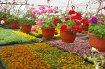 Розсада квітів як, коли та які види посадити, щоб отримати гарні клумби квітів