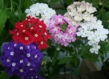 Розсада квітів як, коли та які види посадити, щоб отримати гарні клумби розсада