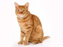 клас