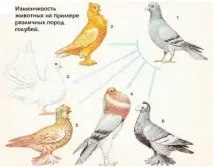 Розкриття Ч Дарвіном причин еволюції тваринного світу еволюції