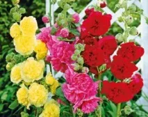 Розсада квітів як, коли та які види посадити, щоб отримати гарні клумби посадити