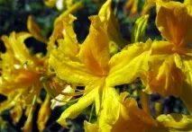 Рододендрони - фото, посадка та догляд у Підмосков’ї та інших регіонах посадка