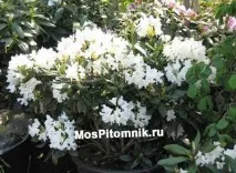 Рододендрони посадка, вирощування та догляд, все про розмноження - Дачні ідеї та досвід садівників рододендрони