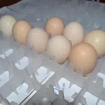 пилешки