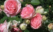 ronsard rosa