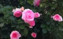роза роза