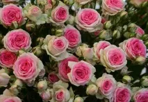 rose rose