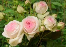 u00abpierre rose