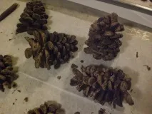 Шоколадні шишки для прикраси торта своїми руками шишки