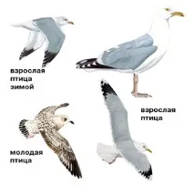 Срібляста чайка яйця