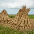 Sno 4 букви - пошук слів за маскою і визначенням, відповіді на сканворд слів