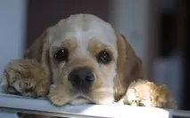 знаят кучетата