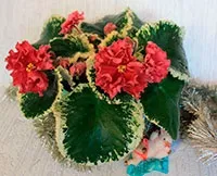 Сортові фіалки, фуксії, пеларгонії, абутилони, шлюмбергери фуксії