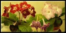 Сортові фіалки, фуксії, пеларгонії, абутилони, шлюмбергери пеларгонії