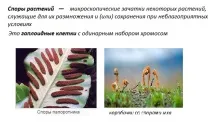Споровірослини - матеріали для підготовки до ЄДІ з Біології математики