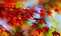 maple тълкуване