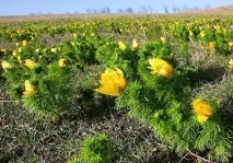 Степові рослини Кубані степові