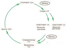 Споровірослини - матеріали для підготовки до ЄДІ з Біології підготовки