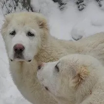 овчарско куче