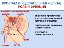 Таблетки для потенції чоловіків недорогі, ефективні в аптеці, найкращі, безпечні, миттєві потенції