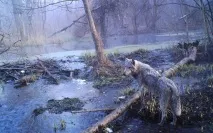 откриха това
