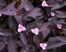 purpurea pallida