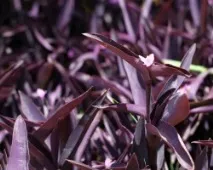 purpurea Setkresia purpurea