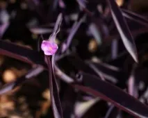 purpurea tradescantia