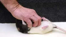 факти