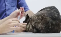 Укол собаці в стегно всі тонкощі проведення процедури (покрокова інструкція), Звірі вдома укол