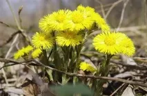 Забираємо мозолі на ногах від причин до одужання забираємо