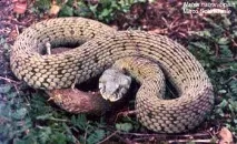 вече natrix