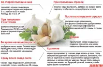 разсад краставици растеж